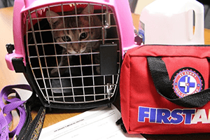 cat in a pet crate