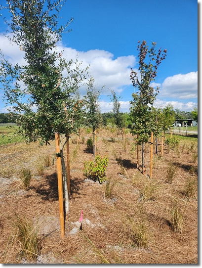 Photo of a newly planted row of young trees in the middle of a median