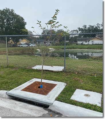 Photo of a tree inside a retention drain