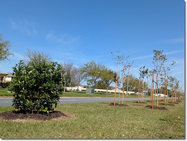 Photo of a newly planted row of young trees in the middle of a median